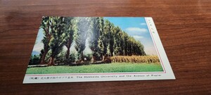1011　絵葉書　札幌　北大農学部のポプラ並木