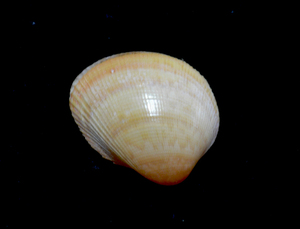 貝の標本 Fulvia boholensis 30mm.