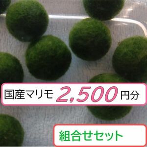 【国産まりも2,500円分】混植可能 金魚藻 ホテイ草 ブセファランドラsp.グリーンブルーベルベット