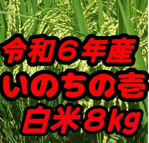 ☆激旨大粒☆極上食味☆いのちの壱☆色彩選別令和6年産白米8Kg☆農家直送☆☆