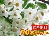 エゴノキ 樹高0.5m前後 10.5cmポット （50本セット）（送料無料） 苗 植木 苗木 苗