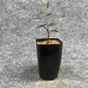 【鉢ごと発送】ペトペンチア ナタレンシス / Petopentia natalensis /【実生】/ 2号鉢 / 【現品】24-7-23-30