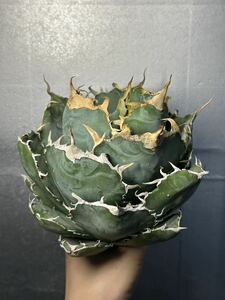 多肉植物　【特選】　アガベ　agave titanota チタノタ『白鯨』強棘 2 幅18cm