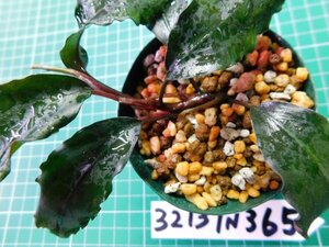 ◎3213TN365　 (自家栽培）水草　ブセファランドラ　Bucephalandra sp. ブラックダイヤモンド