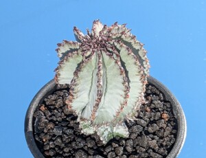 ③ レベチでド・白い Euphorbia polygona Snowflake ユーフォルビア ポリゴナ スノーフレーク 特白