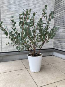 超レアなハート型葉っぱのユーカリ★１点物『ウェブステリアナEucalyptus websteriana』の植木　樹高は約６０㎝（鉢底から）