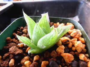 多肉植物　ハオルチア　ラモサ錦