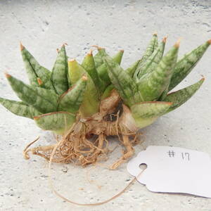 【Tom草ya】Sansevieria 