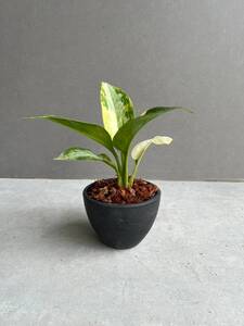 Aglaonema Suvarnabhumi アグラオネマ スワンナプーム E22