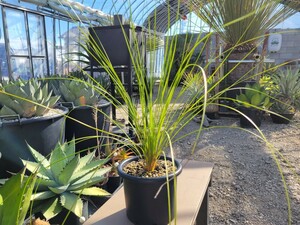 xanthorrhoea glauca hybrid　キサントロエア　グラウカ　ハイブリッド　クサントロエア　 カトーエンゲー