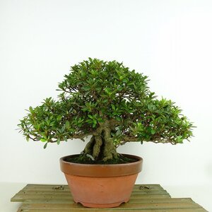 盆栽 皐月 幸の司 樹高 約18cm さつき Rhododendron indicum サツキ ツツジ科 常緑樹 観賞用 小品 現品