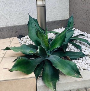 Agave salmiana v.feroxCrazy Horse アガベ　サルミアナ　フェロックス　クレイジーホース 子株　カキコ