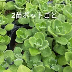 【2苗ポットごと】アロマティカス