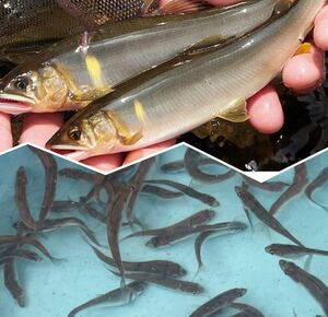 鮎　幼魚2０匹＋α　５㎝前後　人工繁殖　飼育観賞用　コケ取り　年魚　川魚【死着保証無し】⑤