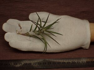 Tillandsia jonesii チランジア・ジョネシー 443■エアプランツDF