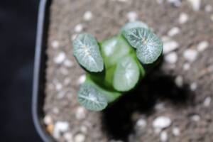 万象　雪国　Haworthia　ハオルチア