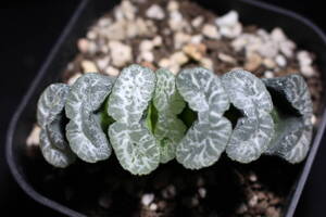 Haworthia truncata / 玉扇　写楽一家　ハオルチア