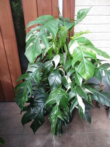 Monstera Lechleriana variegated　特大株