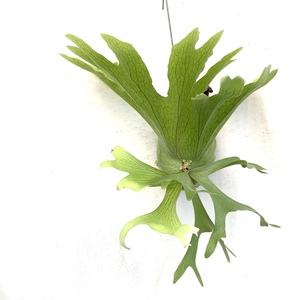 (現品) コウモリラン ホルタミー (No.41095) (ビカクシダ Platycerium holttumii)