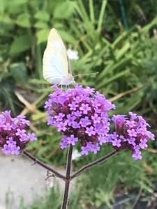 花の種☆宿根草☆多年草☆3尺バーベナ☆バーベナボナリエンシス☆ヤナギハナガサ☆たっぷり^_^