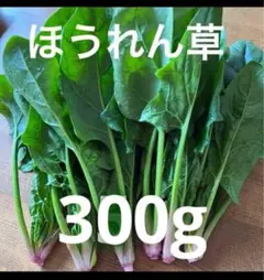 ほうれん草　300g 無農薬