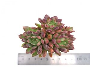 【139】多肉植物根付き苗 200品目出品！100円スタート！【ピンクルルビー】（エケベリア）