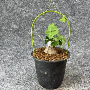 【鉢ごと発送】アフリカ型 亀甲竜 / Dioscorea elephantipes / 3号鉢 / 塊根・多肉植物【現品】 24-10-3-19