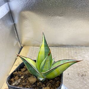 超希少種　サンスベリア ピングイキュラ　斑入り　SANSEVIERIA PINGUICULA VARIEGATED THE QUEEN OF SANSEVIERIA レアなサンセベリア錦　