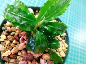 ◎2123TN60　 (自家栽培）水草　ブセファランドラ　Bucephalandra sp. Theia Green②