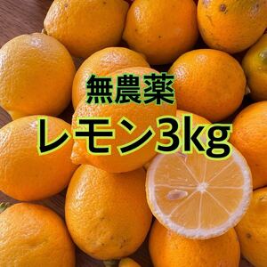 【送料込】無農薬 C級 極小 レモン 3kg 60サイズ 満タン 国産 自家製 果物 旬 まとめ売り 3キロ ご家庭用 傷あり ピンポン玉サイズ 小さい