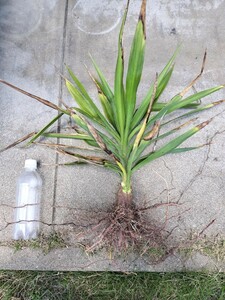 耐寒性　ユッカ エレファンティペス 　根付き　青年の木　Yucca elephantipes