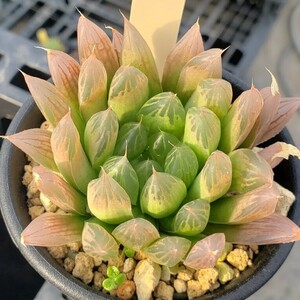 多肉植物 Haworthia hogsia JDV91/82 W. Hogsback ハオルチア ホグシア