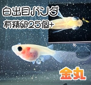 【金丸】白出目パンダ メダカ上物 有精卵 25個+α