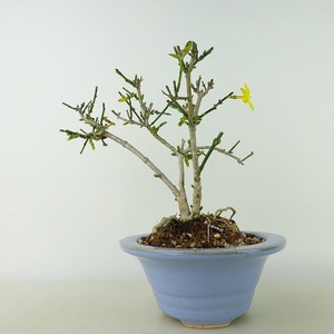 盆栽 黄梅 樹高 約14cm おうばい Jasminum nudiflorum オウバイ 花物 半つる性 モクセイ科 ソケイ属 落葉樹 観賞用 小品 現品