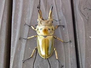 【【　ババオウゴンオニクワガタ　♂約66.8ｍｍ　♀約46.1ｍｍ　】】ババオウゴン　ババオウゴンオニ