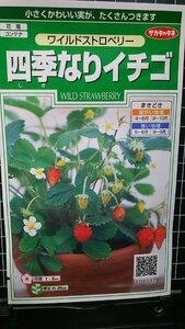 ３袋セット 四季なり イチゴ ワイルドストロベリー 種 郵便は送料無料