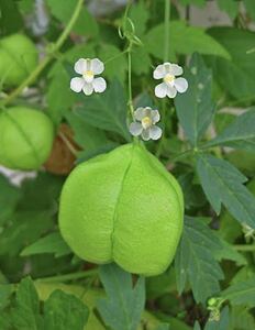 花の種☆風船カズラ☆①☆20粒に増量中☆お花も可愛く、涼しげな夏の日除けにも！