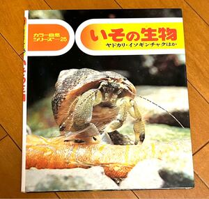 いその生物　カラー自然シリーズ２５　文 小田英智 写真 久保秀一　偕成社