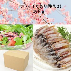 2 ホタルイカ 釣り餌(えさ)【ー６０℃急速冷凍】 訳あり 約１0ｋｇ