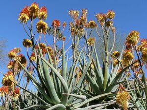 Aloe viridiflora アロエ ビリディフローラ　種子 10粒