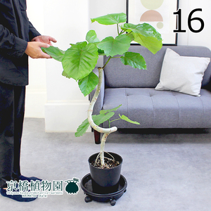 【現品】フィカス・ウンベラータ 曲がり 7号 黒鉢（16）Ficus umbellata