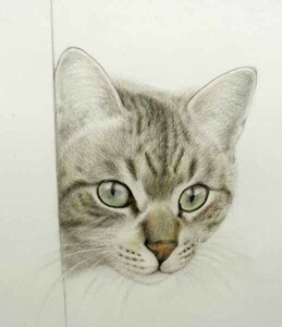 ＊真作＊ 写実 リアリズム 高橋行雄「顔を出す」色鉛筆画 直筆サイン入/猫ネコねこ/Yukio Takahashi/デパート百貨店取扱画家/繊細な描写