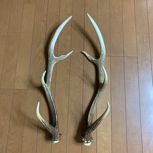 鹿の角 天然 蝦夷鹿　日本鹿　太い　長さ約65cm 1対
