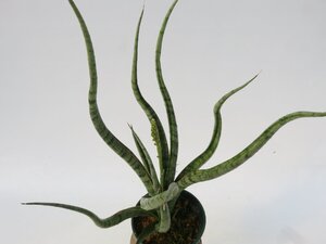 Sansevieria Koyote Hybrid Unyamanee Garden 4号【現品限り】ネペンテス 食虫植物_17026