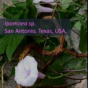 珍品 根が太くなる原種アサガオ　種子20粒 Ipomoea sp. San Antonio【ヒルガオ、朝顔、山野草、イポメア、Ipomoea