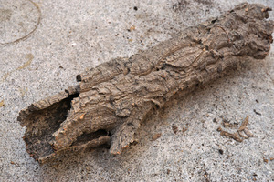 天然　ポルトガル産　バージンコルク　チューブ　空洞タイプ　45ｃｍ（管理番号：ＴＰ35）　シェルター　爬虫類　両生類　レイアウト