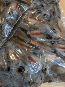 R6 富山県(滑川)産 釣餌用 冷凍ホタルイカ６kg(600g×10袋)