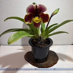 INZ (パフィオ 開花株) Paph 洋蘭 交配種　洋蘭　カトレア