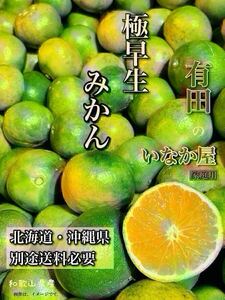 みかん10kg 極早生 柑橘　有田　フルーツ　傷あり　家庭用　セール　早い者勝ち 残り　1点　購入後1〜2日で発送　数量限定　No.183
