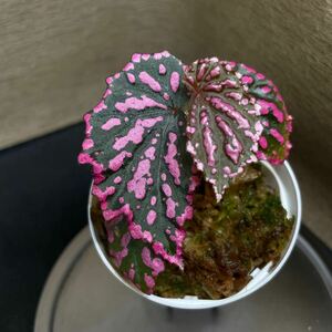 Begonia negrosensis (WWR便) 原種ベゴニア　熱帯植物　①